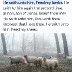 lovest thou me Feed my lambs