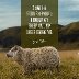 Wild stray sheep