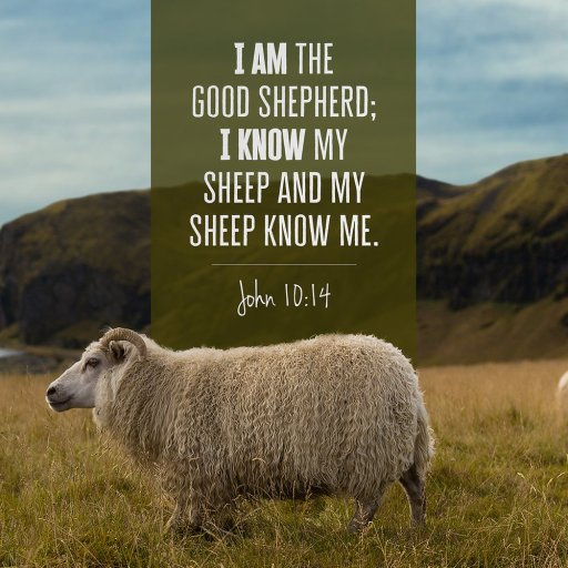 Wild stray sheep