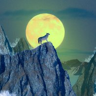 wolf-2020777.jpg