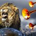 liontrumpetsmall