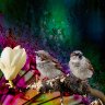 sparrowssmall