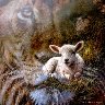 sheepy5