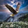 eagle6