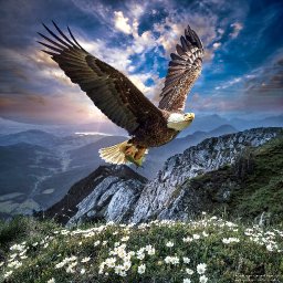 eagle6.jpg