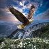 eagle6