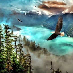 wings-norman-brule.jpg
