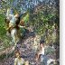 guarding-angel-norman-brule-canvas-print