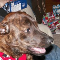 3990-MyGrandDogLOLDaughterHeatherHasNoKodsSoSheCallsMikiMyGrandDog