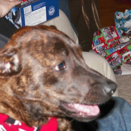 3990-MyGrandDogLOLDaughterHeatherHasNoKodsSoSheCallsMikiMyGrandDog