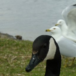 4596-011.JPG