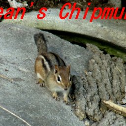 4616-Jeanschipmunk2A.jpg
