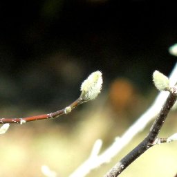 4639-March25th2011012.JPG