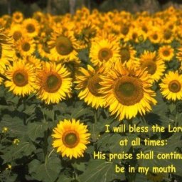 4776-IWILLBLESSTHELORD.jpg