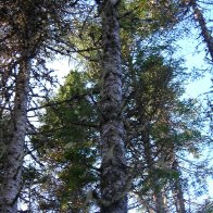 4791-NewfoundlandTreesNov2009024