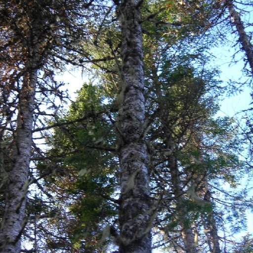 4791-NewfoundlandTreesNov2009024