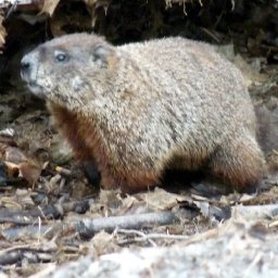 4999-WILDLIFE002.jpg