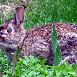 5000-wildlifemine022.jpg