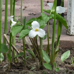5087-FLOWERS049.jpg