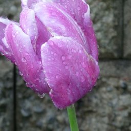 5088-DEW3.jpg