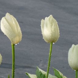 5089-DEW2.jpg