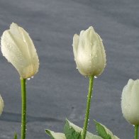 5089-DEW2.jpg