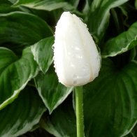 5090-DEW1.jpg