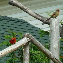 5093-BIRDS375.jpg