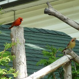 5094-BIRDS374.jpg