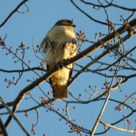 5163-BIRDS211.jpg