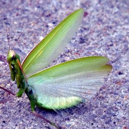5164-BUGS067.jpg