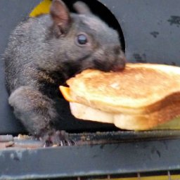 5165-wildlifemine017.jpg