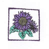 5242-purplesunflower
