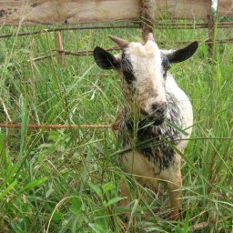 6313-goats.jpg