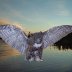 6472-Owl
