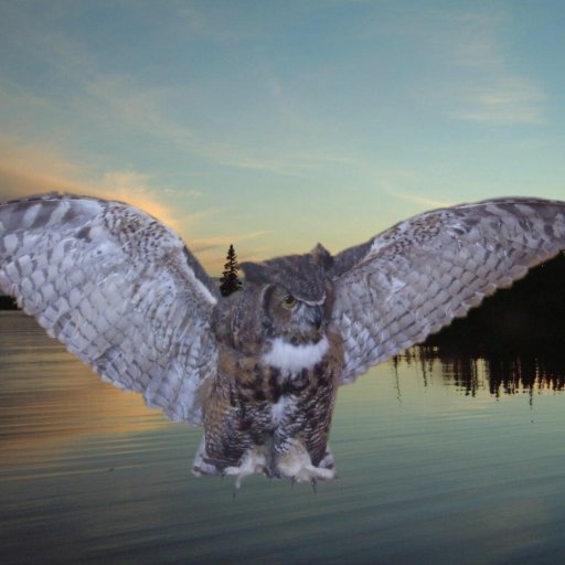 6472-Owl