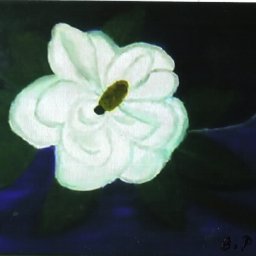 6618-MagnoliaFloweroilPaintingBrendaPhelps.jpg