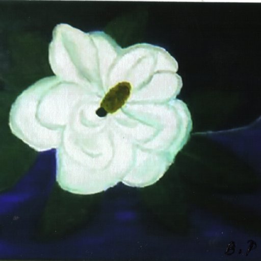 6618-MagnoliaFloweroilPaintingBrendaPhelps