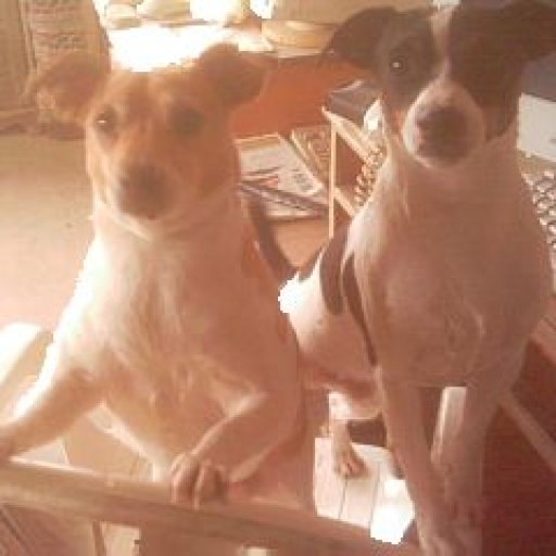 6746-millieandblacktail