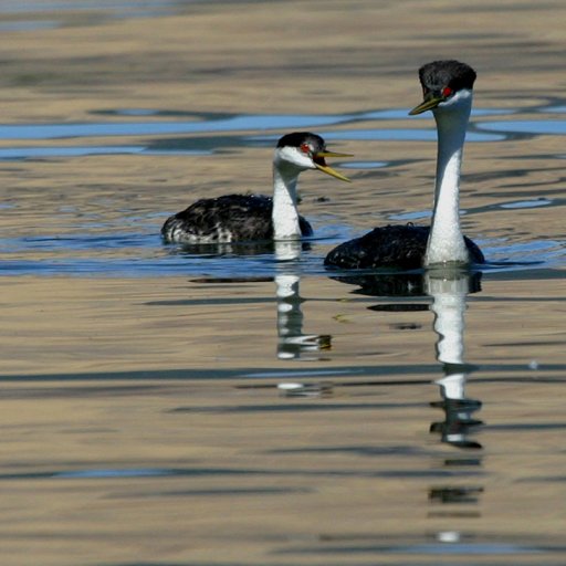 6800-WesterngrebedarkenedIMG_7234