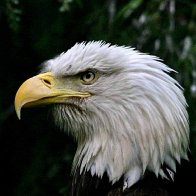 6803-eaglecropIMG_5520
