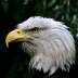 6803-eaglecropIMG_5520