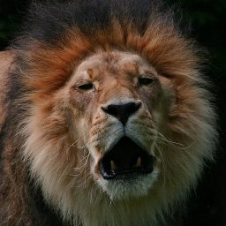 6804-LionsroarIMG_5548.jpg
