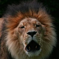 6804-LionsroarIMG_5548.jpg