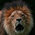 6804-LionsroarIMG_5548