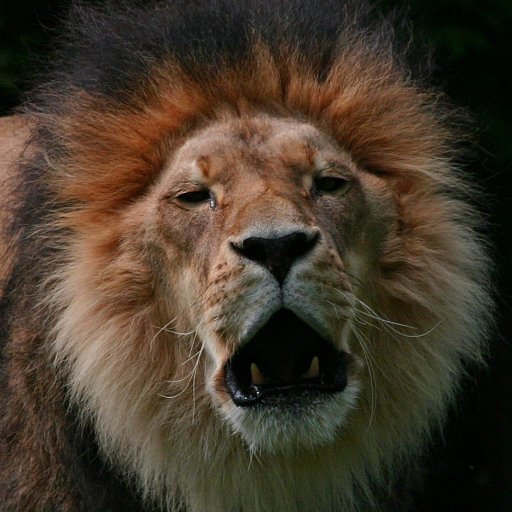 6804-LionsroarIMG_5548