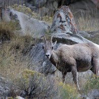 6805-YoungbighornIMG_7863.jpg
