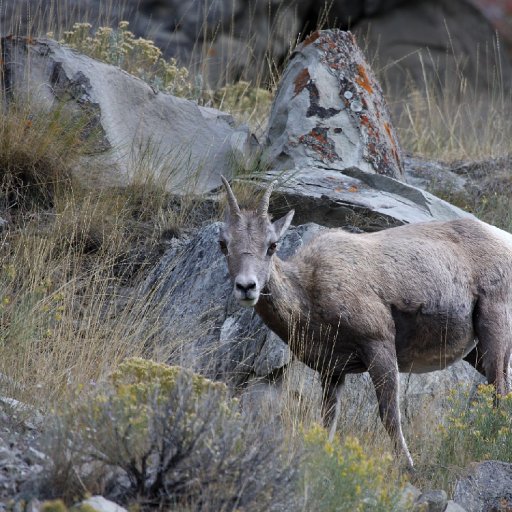 6805-YoungbighornIMG_7863