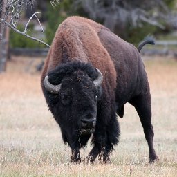 6806-BisonIMG_7541.jpg