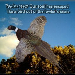 Pleasant Escaped 600